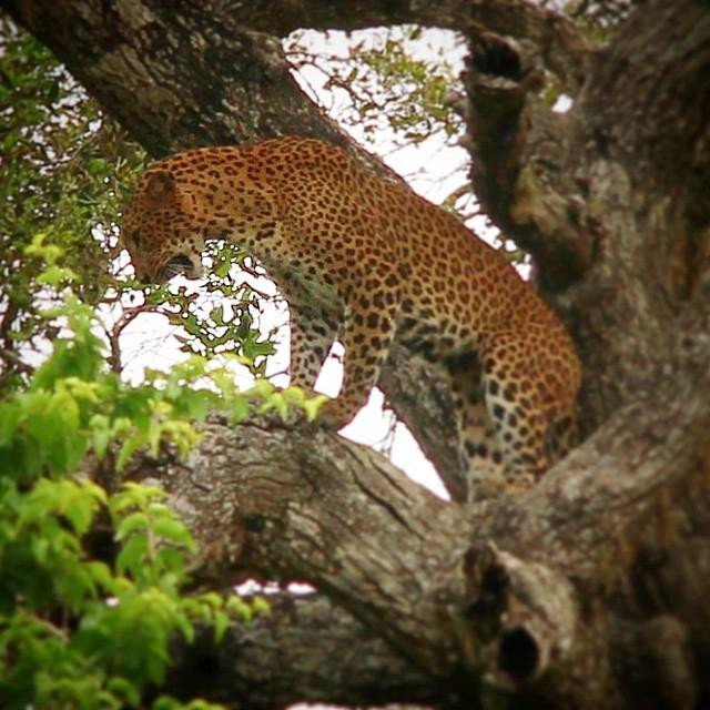 Yala Osha Safari-蒂瑟默哈拉默必去景点
