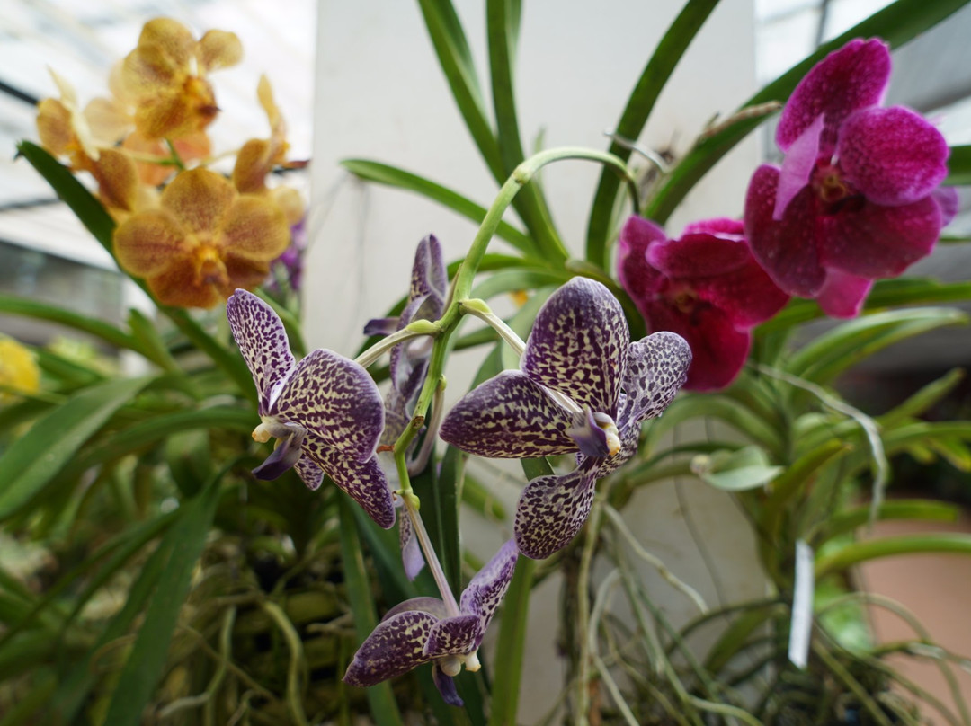 Cai Mon Orchard Village-Cho Lach必去景点