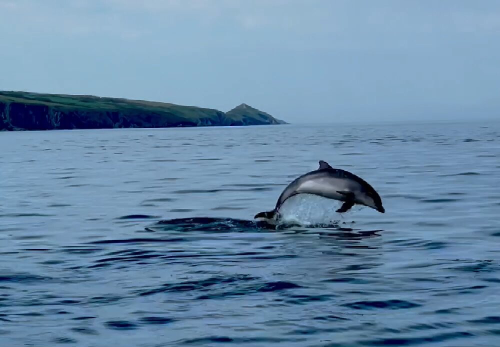 A Bay To Remember Wildlife Boat Trips景点图片