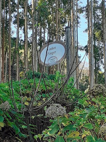 Vinhos Finger-Rolante必去景点