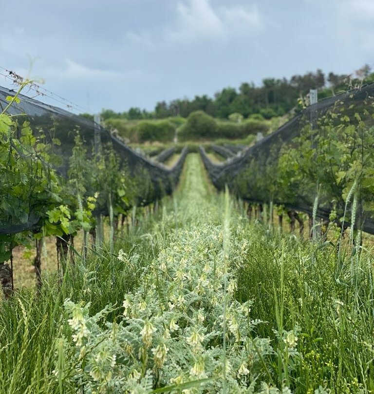 Weingut Bernhard Ott景点图片
