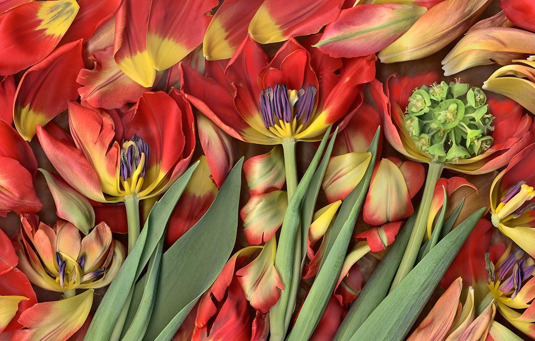 Janet Dwyer Photography景点图片