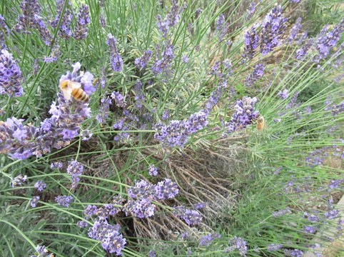 Lavender Tsutsumi-久喜市必去景点