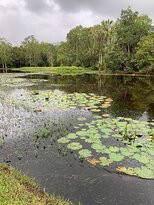 Centenary Lakes - Cairns Botanic Gardens景点图片