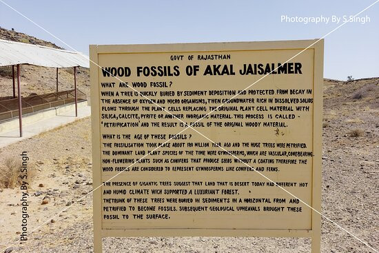 Akal Wood Fossil Park景点图片