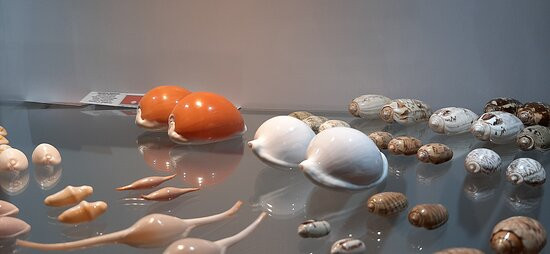 Isfahan Seashell Museum景点图片