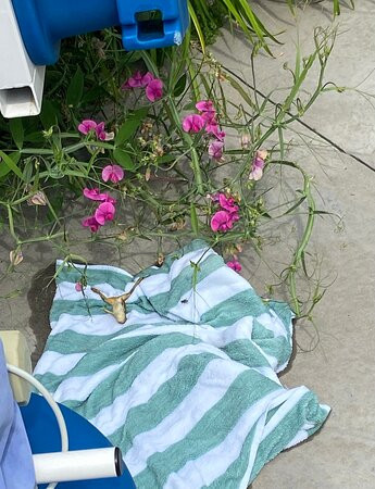 The Essex Resort & Spa主图