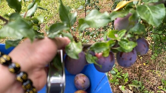 Clive's Fruit Farm-Upton upon Severn必去景点
