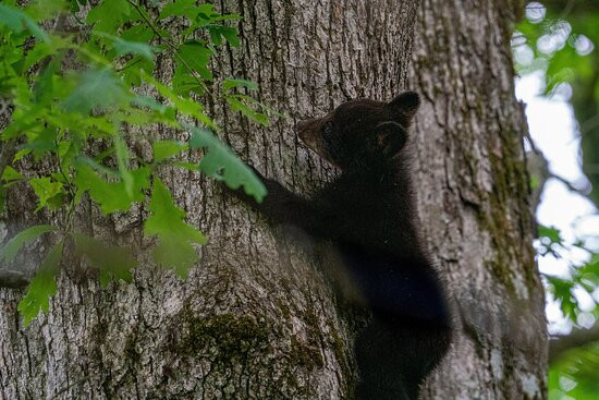 Spruce Photo Tours-汤森必去景点