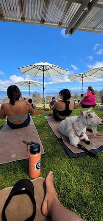 Maui Goat Yoga-库拉必去景点