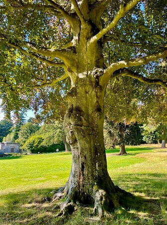 Camperdown Country Park景点图片