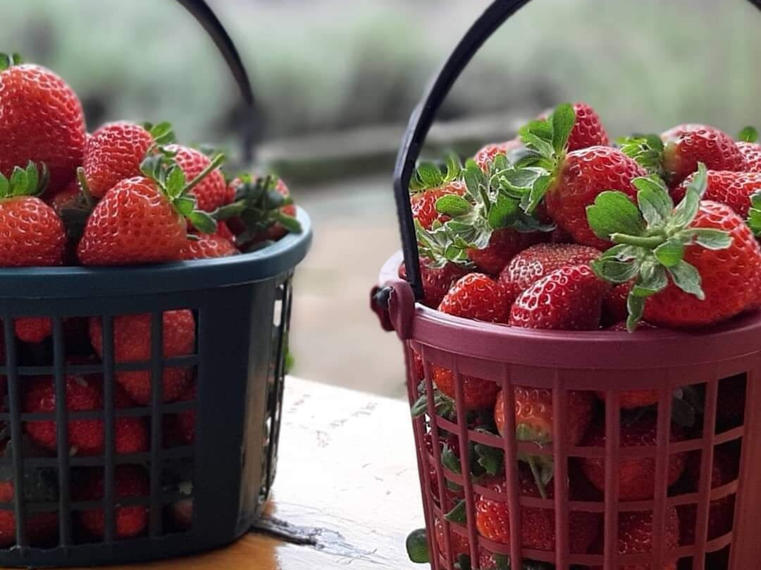 Orquidário Takebayashi