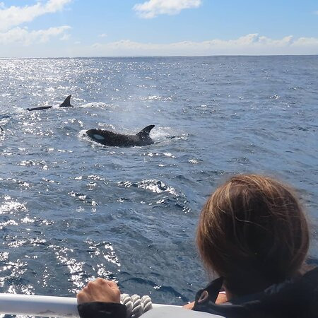 Naturaliste Charters Whale Watching景点图片