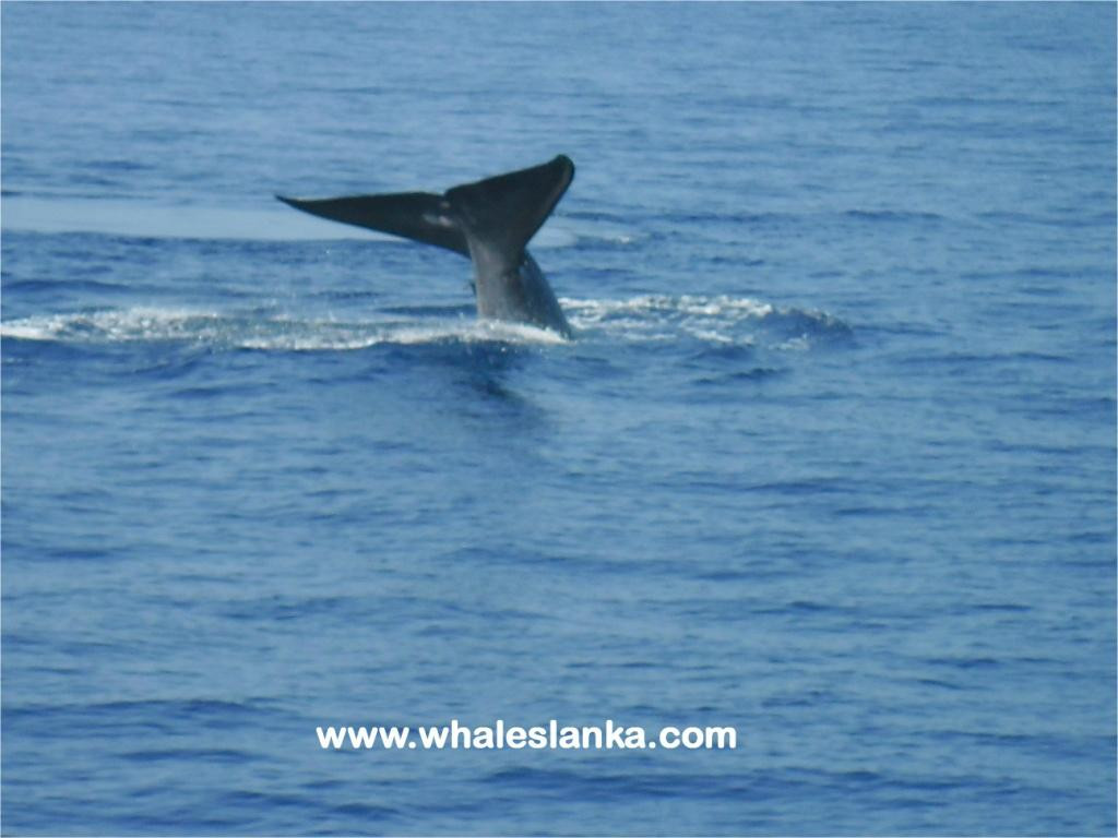Whales Lanka景点图片