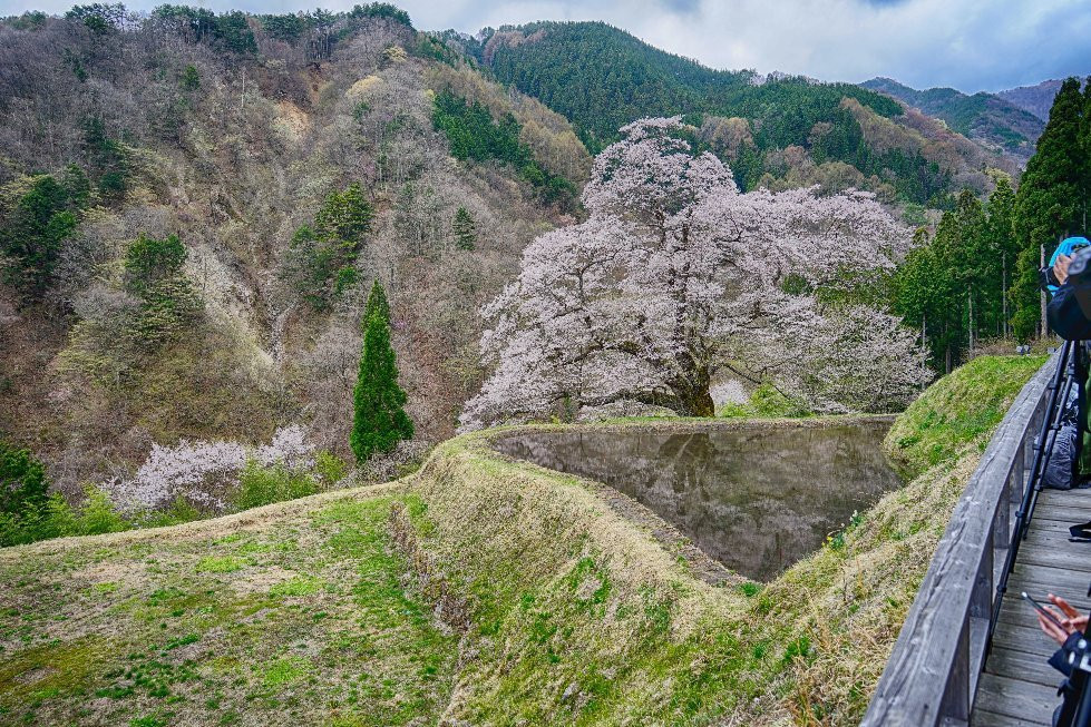Cherry Blossom of Komatsunagi景点图片