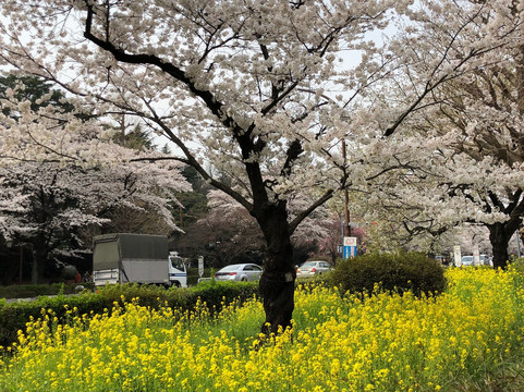 国立市旅游攻略图片