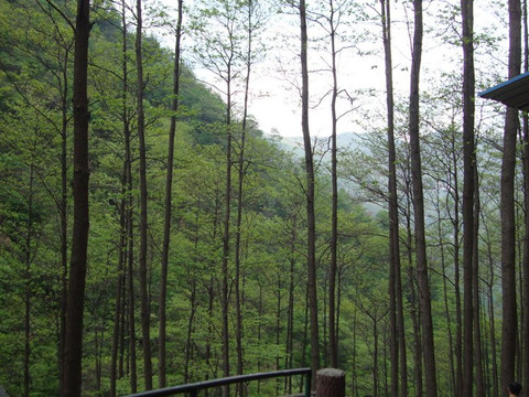 中国大竹海-安吉县必去景点