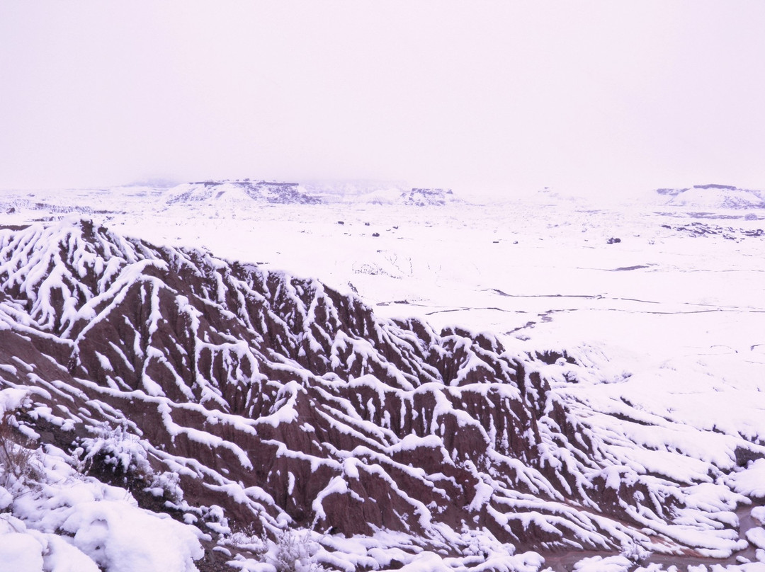 Petrified Forest National Park景点图片