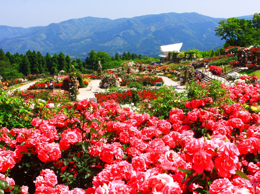 Kanoya Rose Garden景点图片