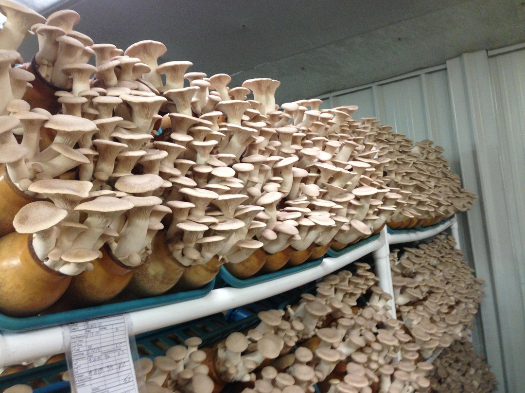 Hamakua Heritage Farm景点图片