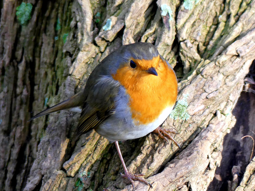 Jungbornpark景点图片