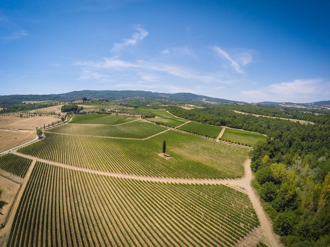 Olivi Le Buche Winery景点图片