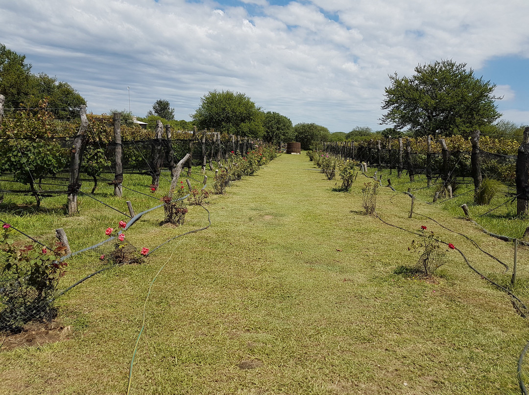 Vinedo Fraterno-梅洛必去景点