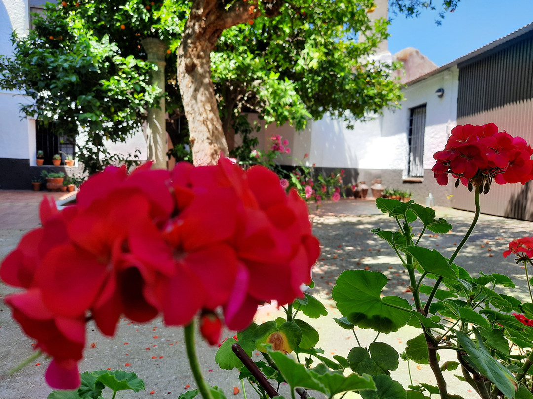 El Escudo De Calatrava主图