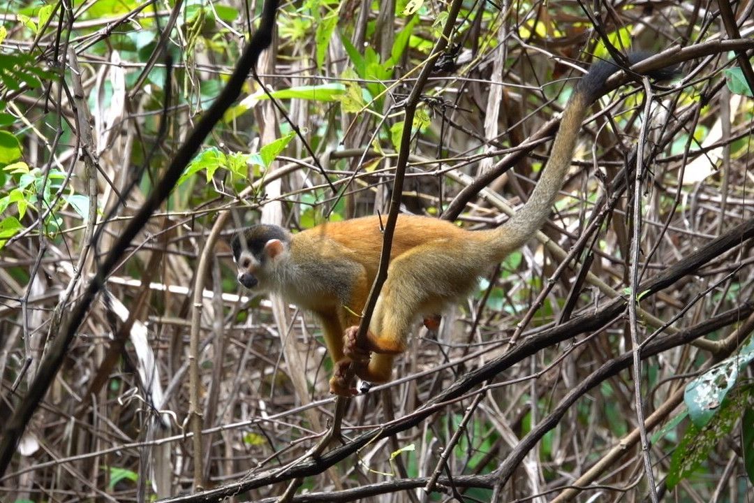 Osa Safari景点图片