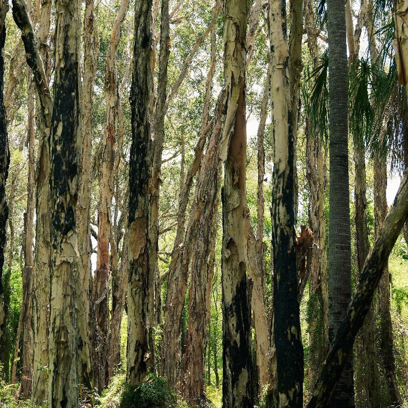 Paperbark Forest Walk-Agnes Water必去景点