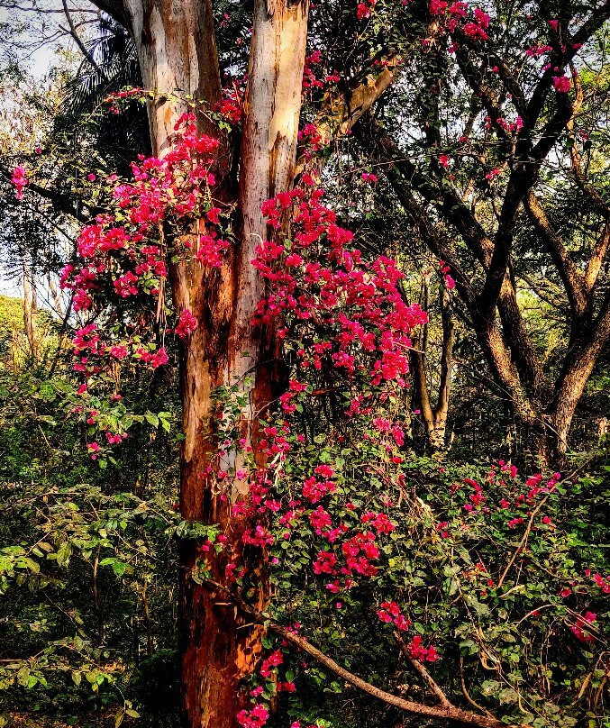 Kukkarahalli Lake-迈索尔必去景点