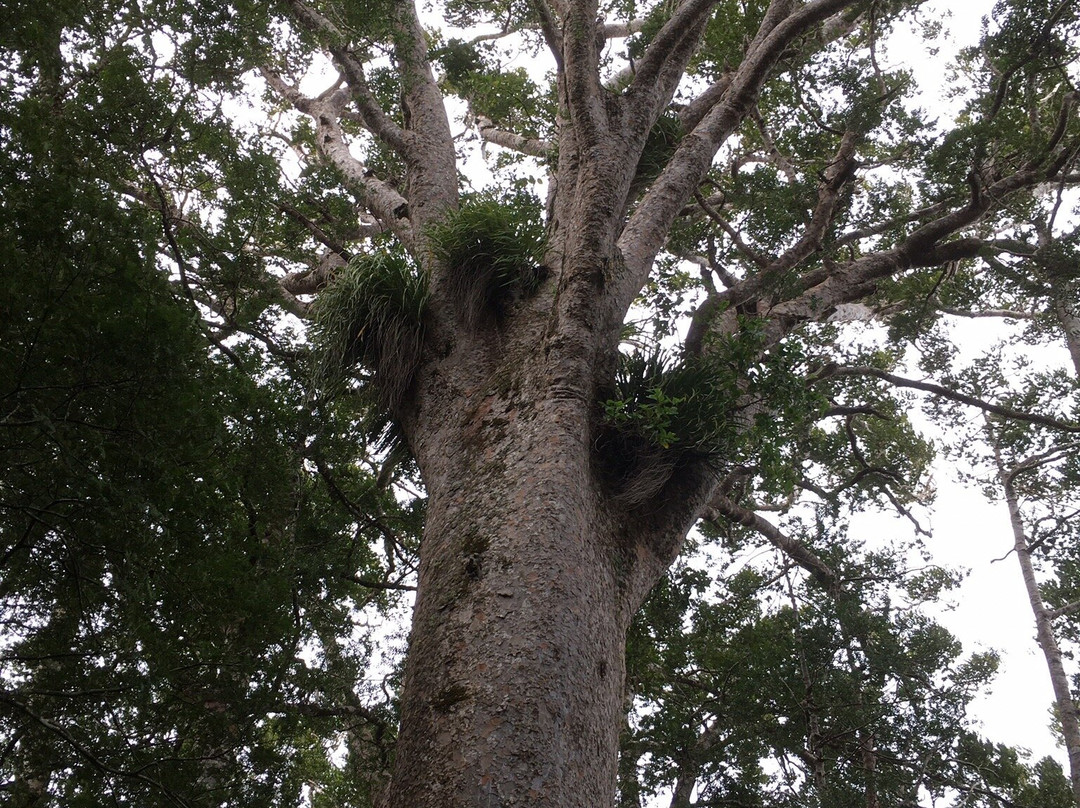 Puketi Nature Trail景点图片