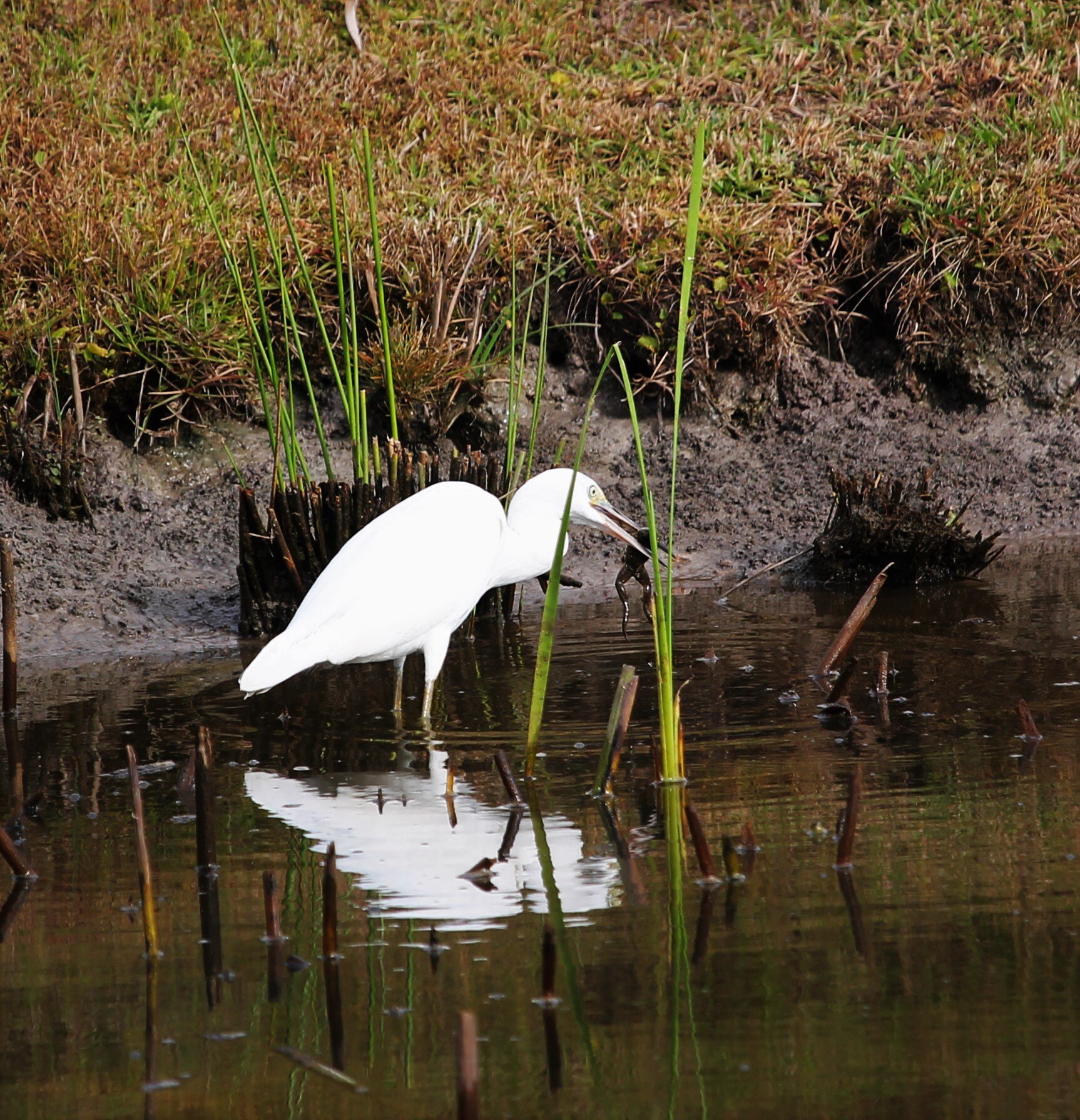Best Western Shallotte / Ocean Isle Beach Hotel-浴室