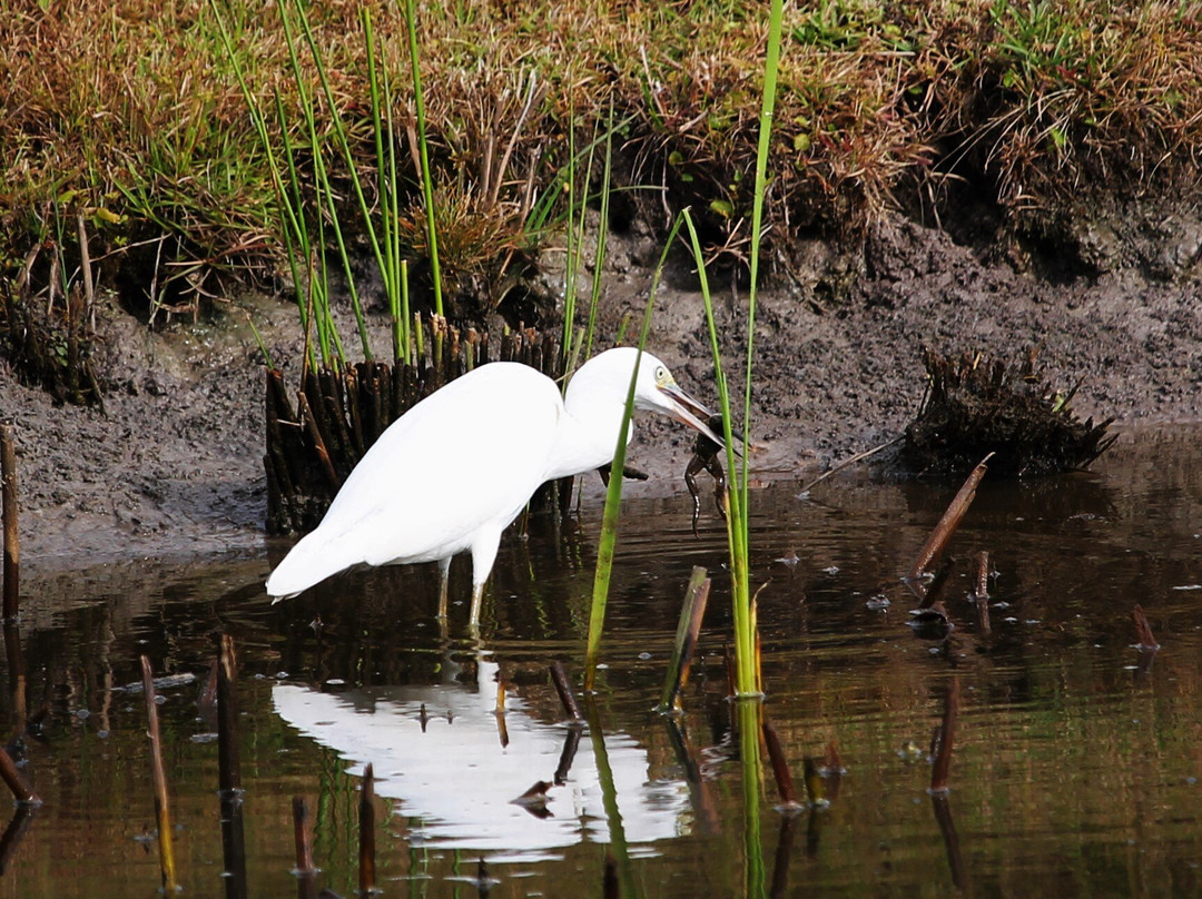 Best Western Shallotte / Ocean Isle Beach Hotel主图