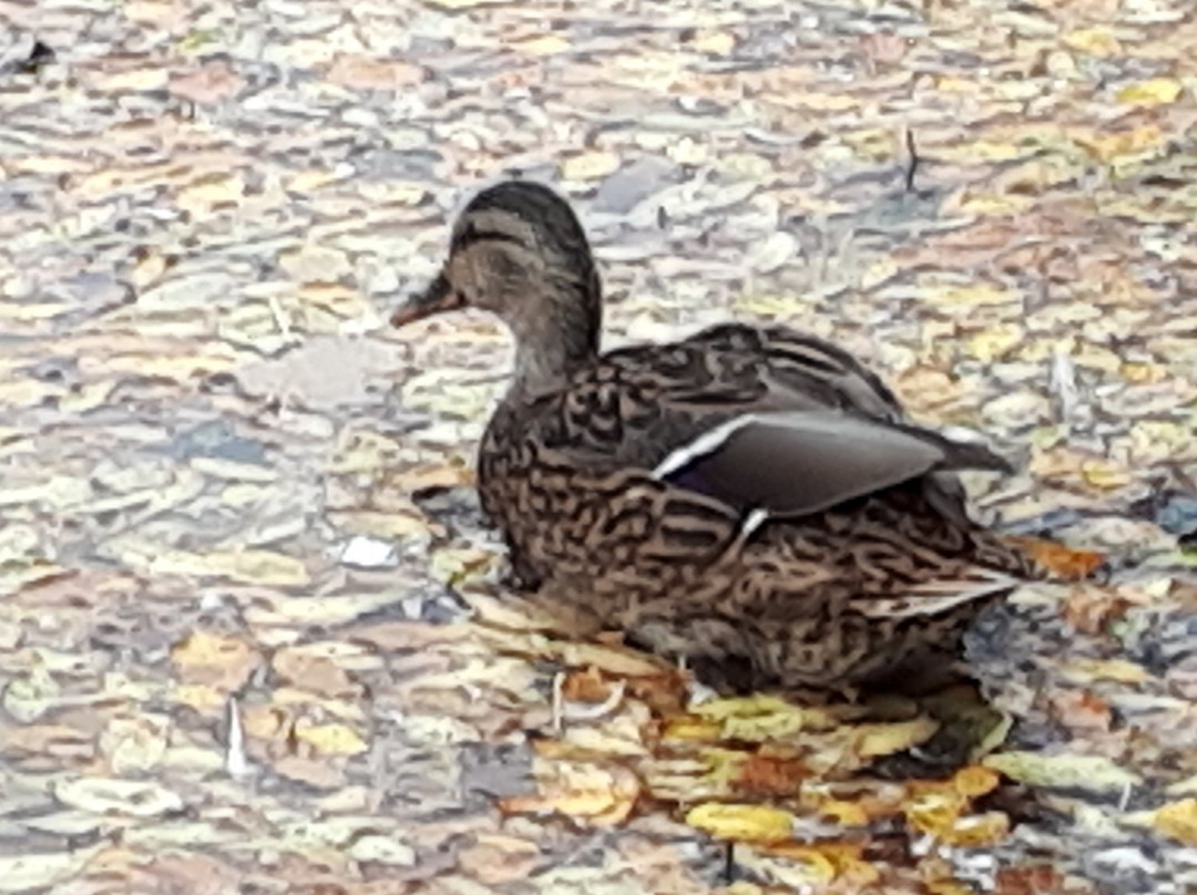 St Vital Park-温尼伯必去景点