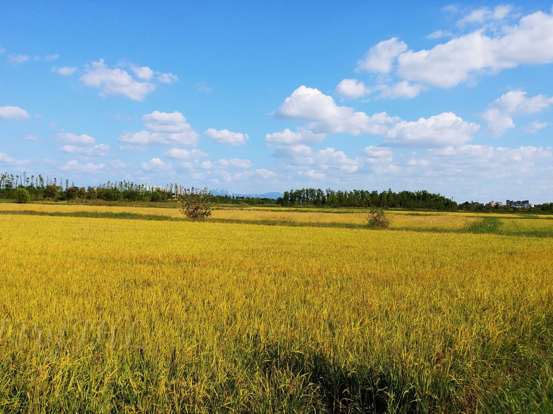 Gimpo Han River Wild Bird Ecology Park-金浦市必去景点