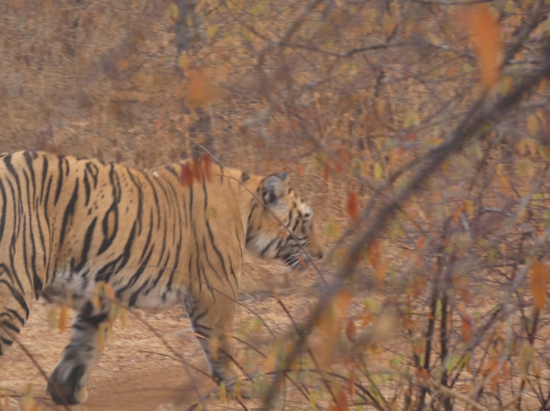 The Panna National Park Safari景点图片