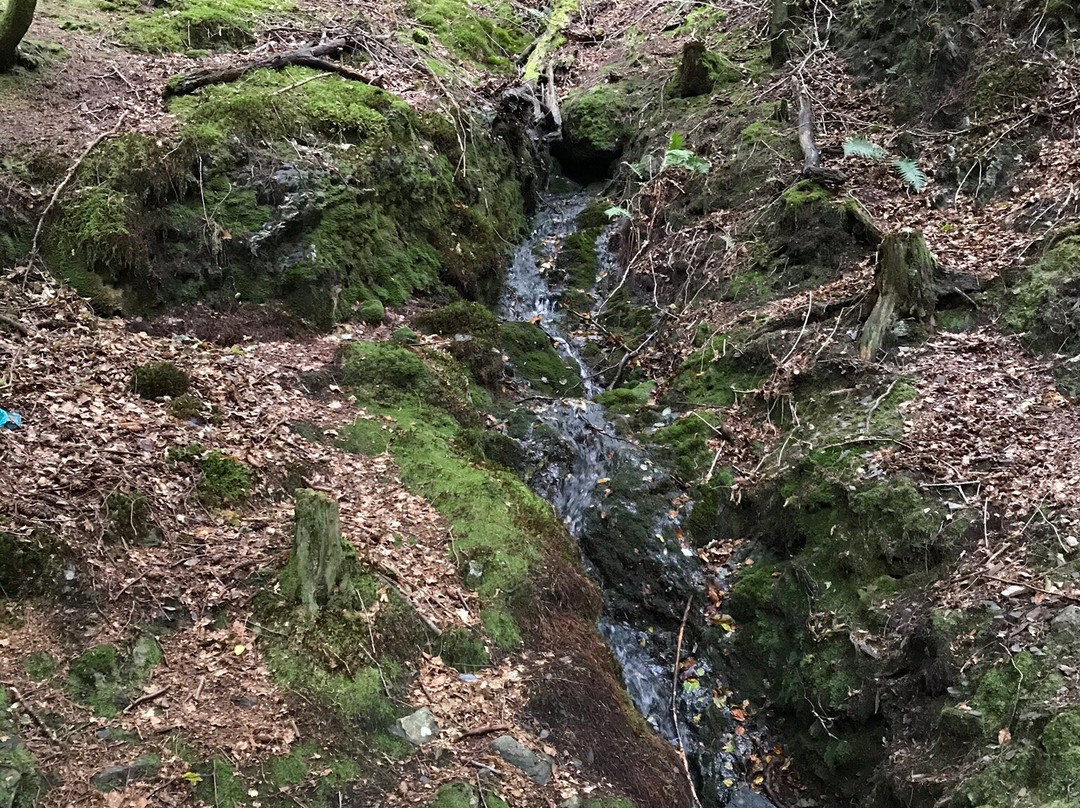 Dodd Wood Ospreywatch景点图片