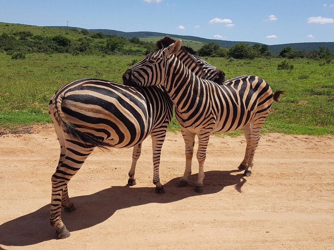 Just Safaris-伊丽莎白港必去景点