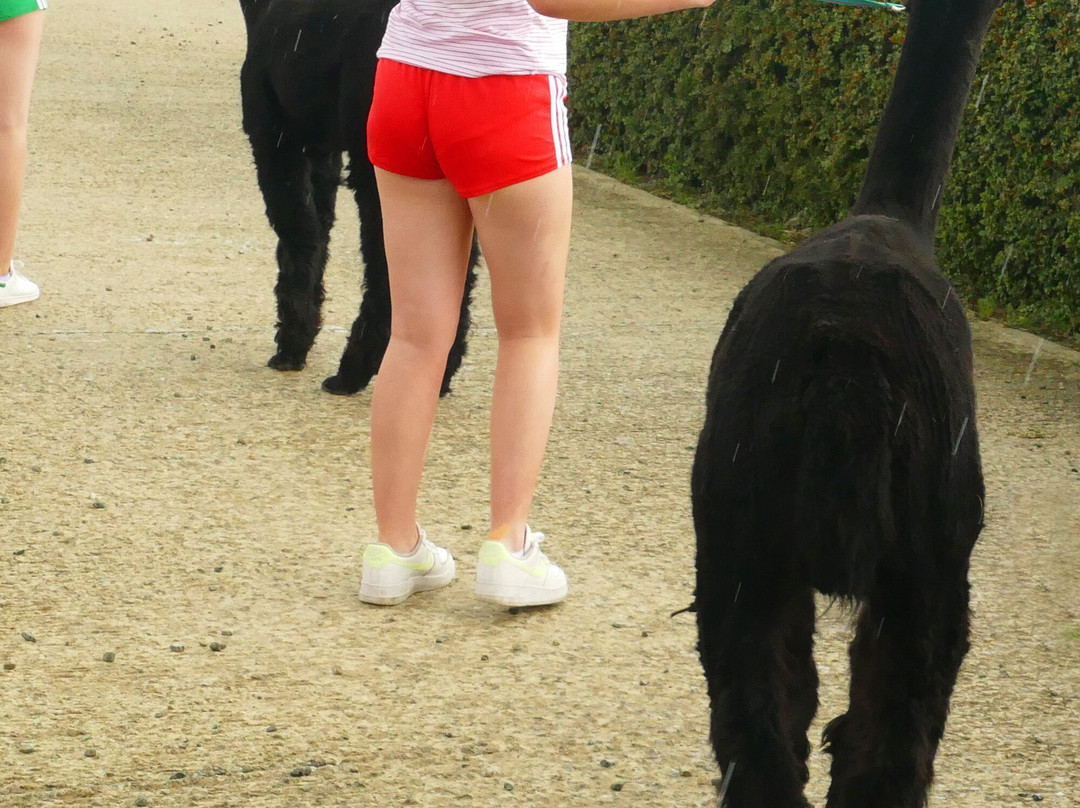 Cranfield Alpacas (alpaca Experiences In The Mournes).景点图片