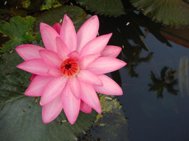 Prabhakar Homestay主图