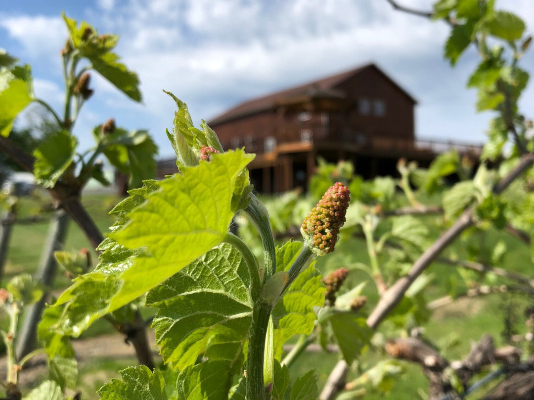 Stever Hill Vineyards-Branchport必去景点