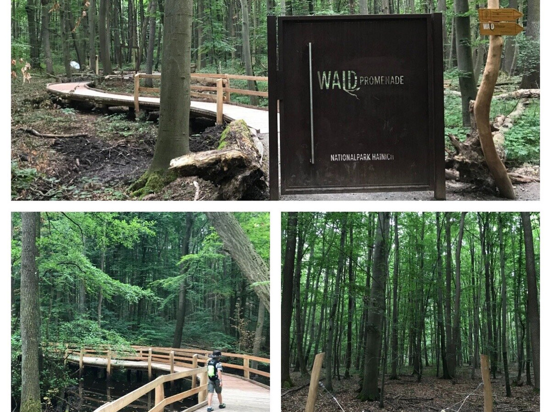 Nationalpark Hainich-Bad Langensalza必去景点