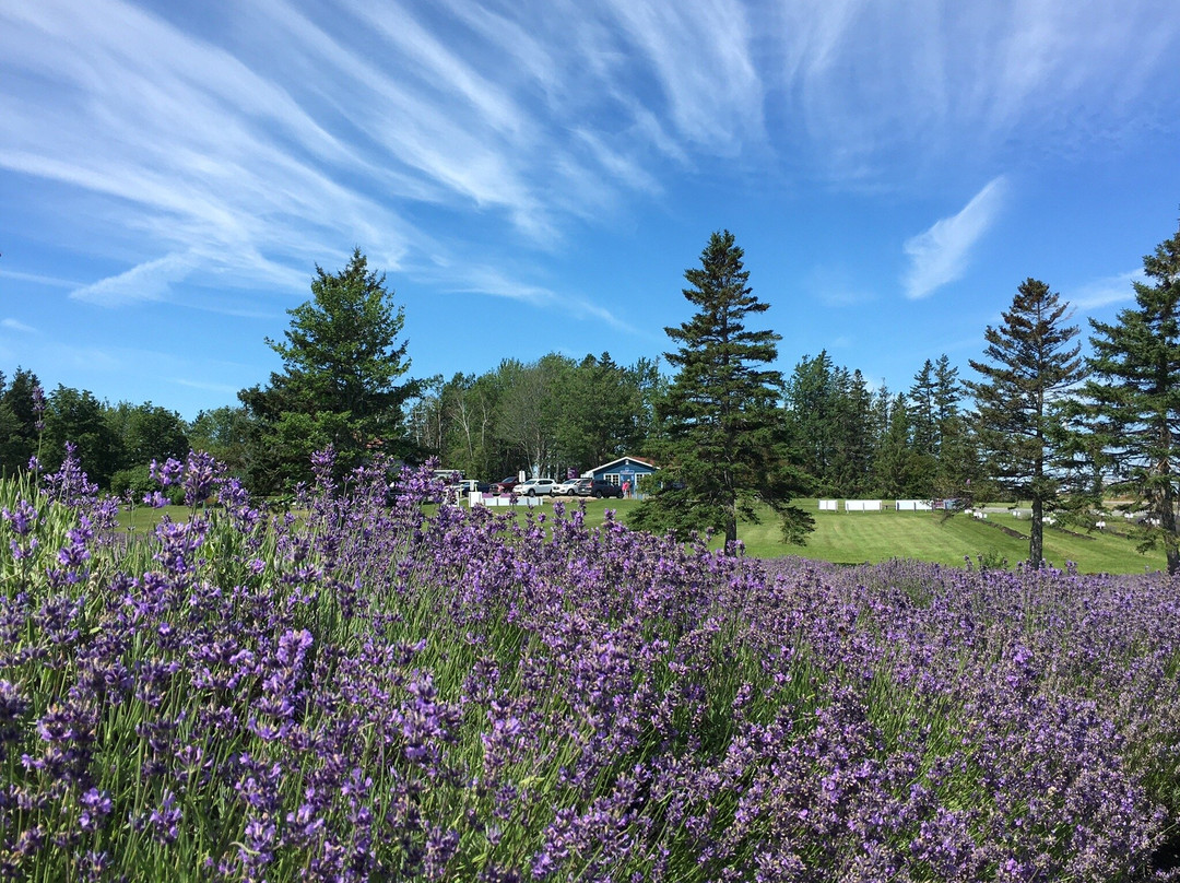 Seafoam Lavender Company and Gardens-Seafoam必去景点