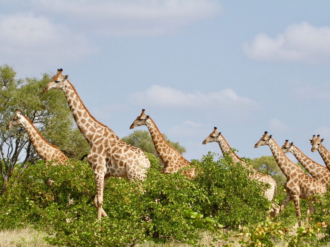 Mashatu Euphorbia Villas主图