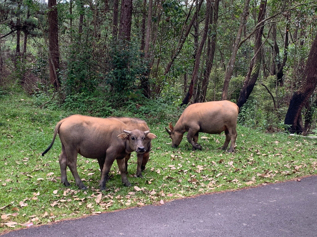 Golden Valley-大勒必去景点