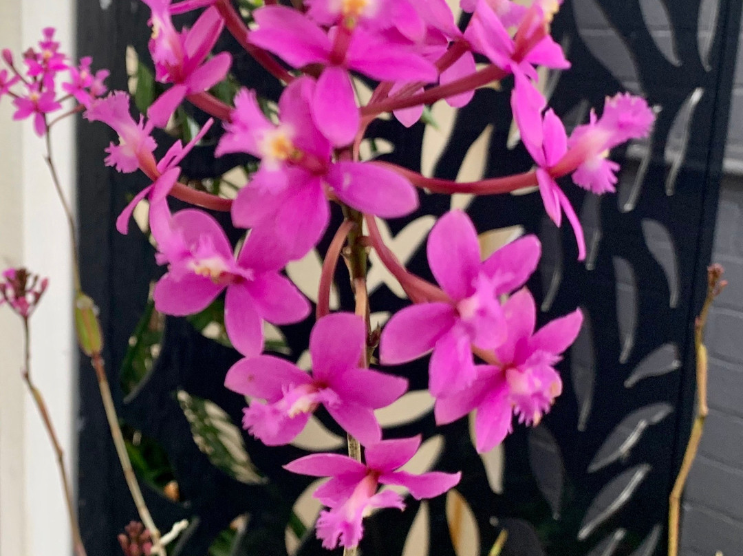 Buccaneer Motel主图