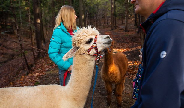Happy Alpaca-Lachowice必去景点