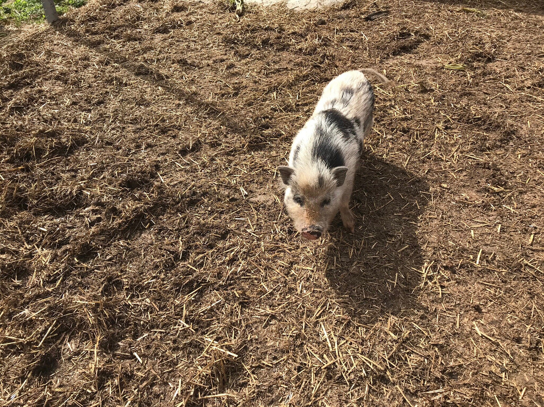 Bärenhof-Berghausen必去景点