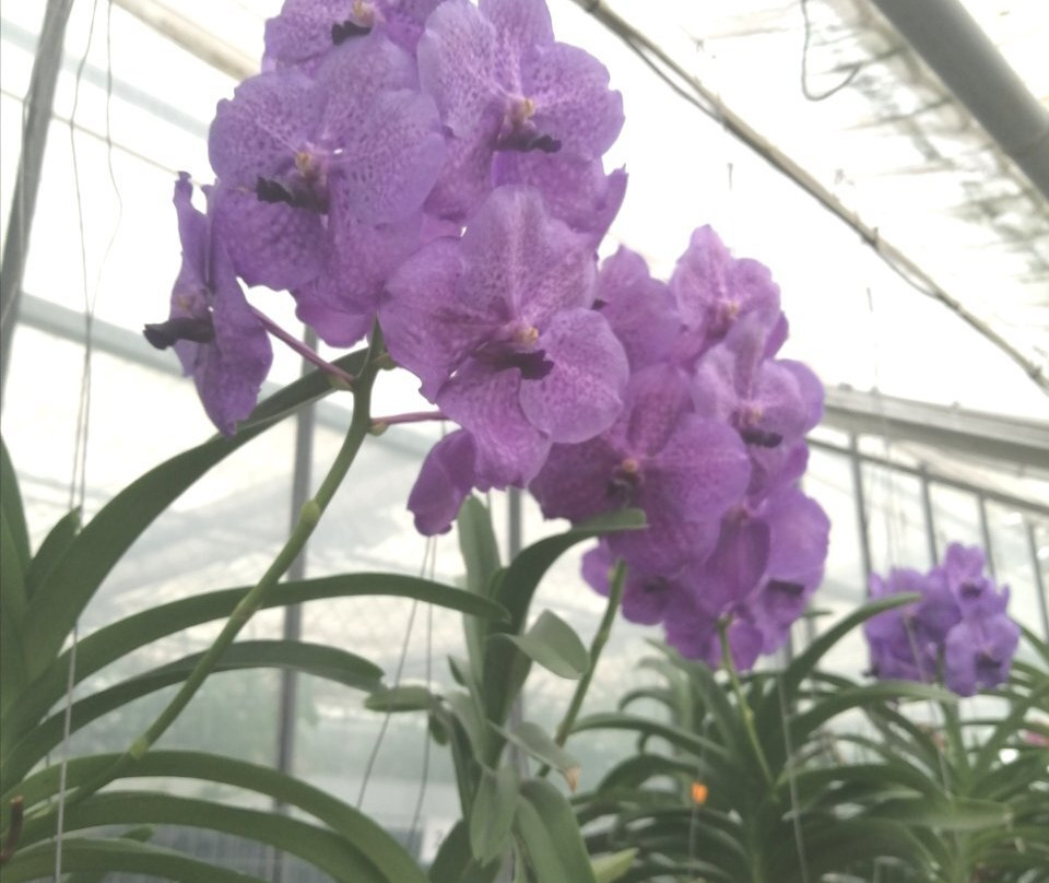 Currlin Orchideen, die Erlebnisgärtnerei景点图片